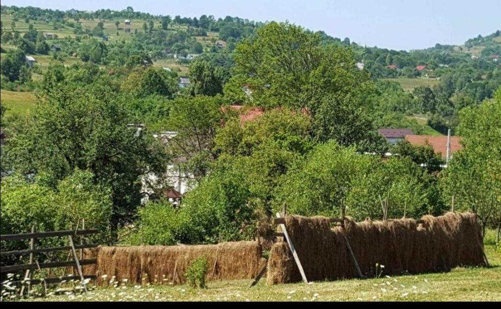 Pensiunea Trei Lalele Moisei Exteriér fotografie